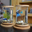 Small Office Glass Aquarium Bamboo Base Mini Fish Tank