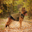 Tactical Dog Vest for Large Dogs – Outdoor Pet Gear