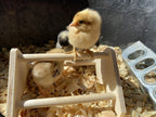 Mini Chick Perch Strong Roosting Bar Made in the USA!!! Jungle Gym Chicken Toys for Coop and Brooder for Baby Chicks El Pollitos La Pollita Pollos Gallinas Polluelos