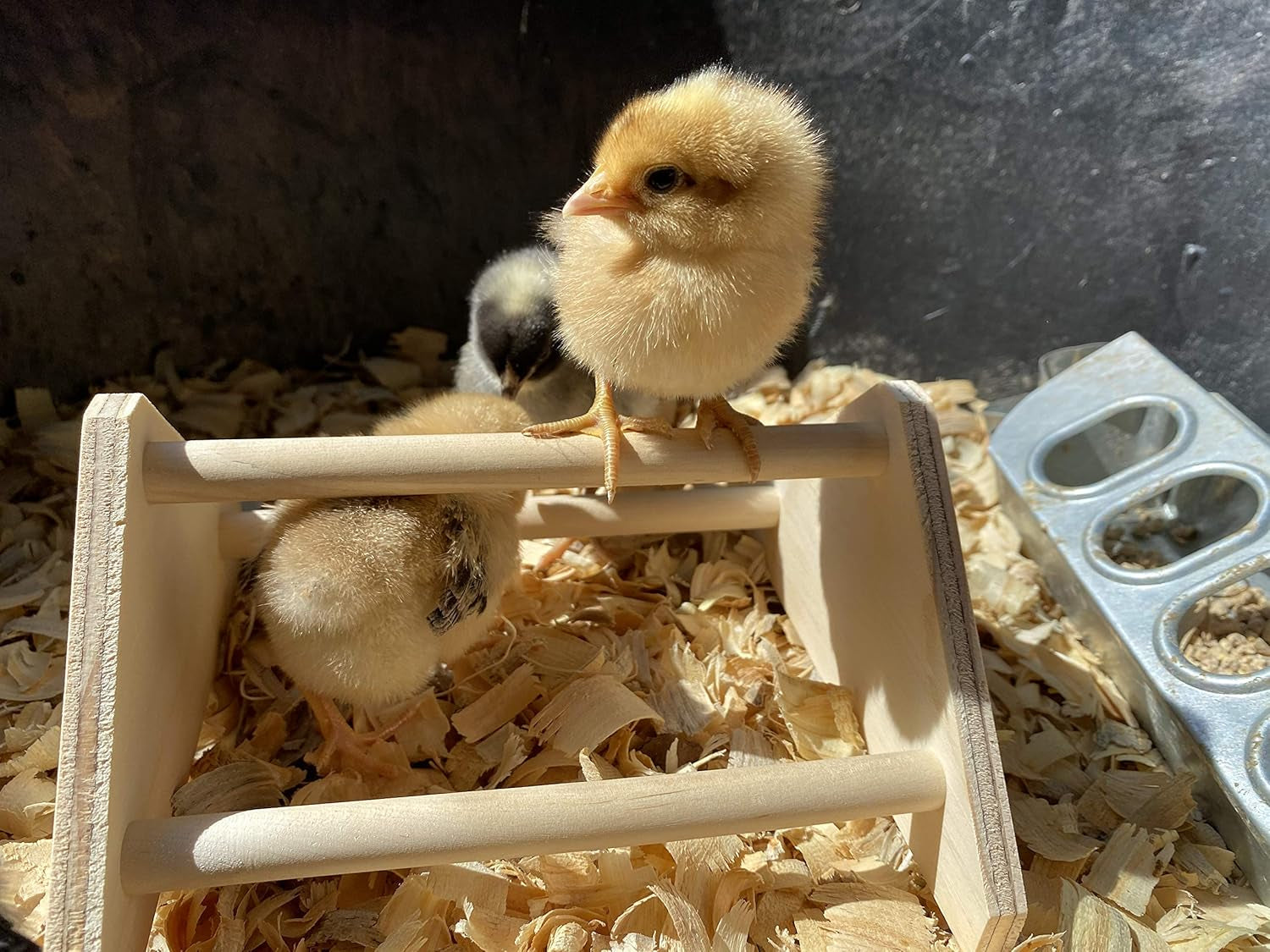 Mini Chick Perch Strong Roosting Bar Made in the USA!!! Jungle Gym Chicken Toys for Coop and Brooder for Baby Chicks El Pollitos La Pollita Pollos Gallinas Polluelos