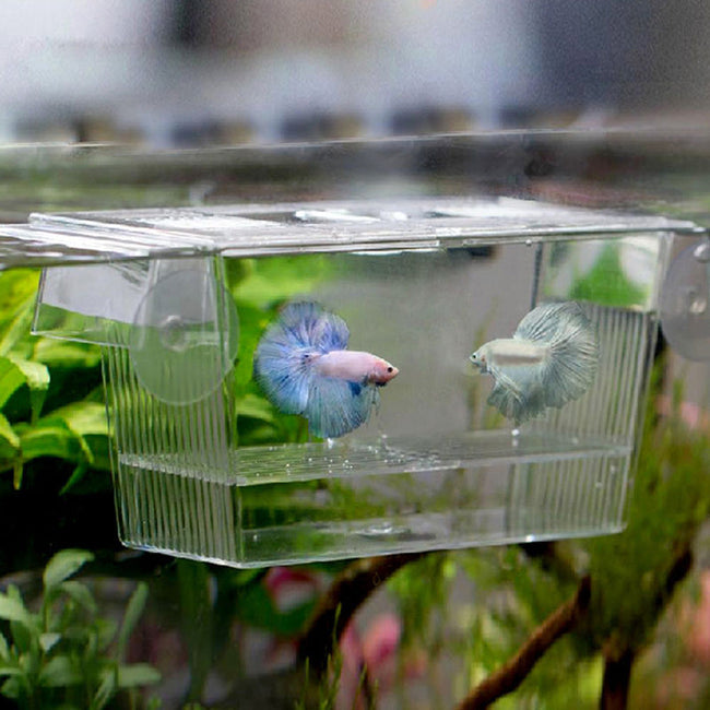 Acrylic Aquarium Fish Tank Incubation Box Hover Image