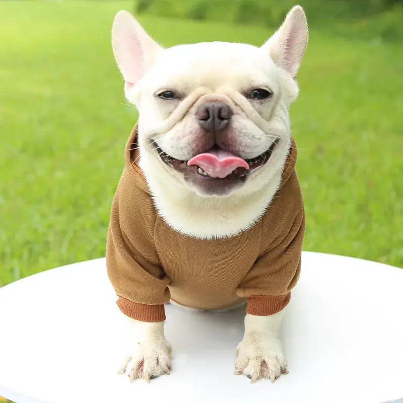 Warm Pet Clothes For Cats – Autumn Winter Hoodie Jacke & Coat
