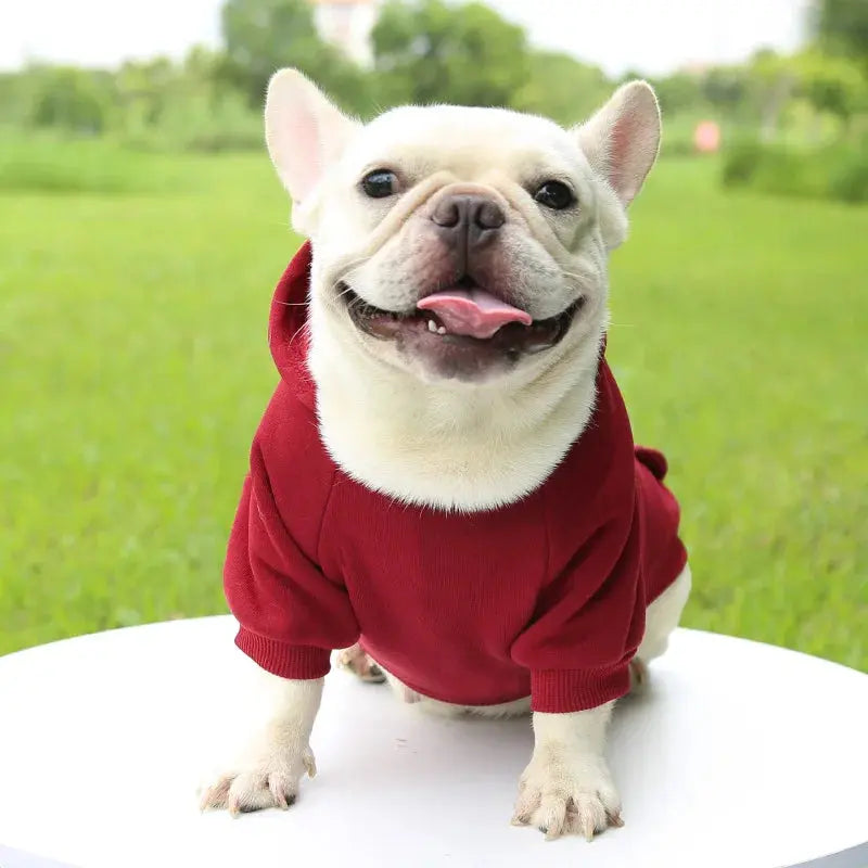 Warm Pet Clothes For Cats – Autumn Winter Hoodie Jacke & Coat