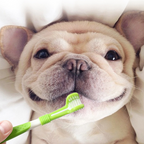 Pet Dental Care Kit – Toothbrush and Finger Cleaner Set