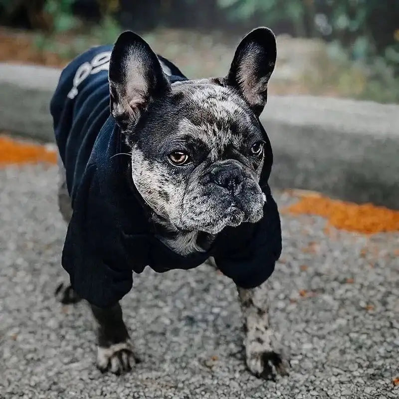 Cozy Winter Dog Hoodie for Large Breeds – Warm Fleece Jacket with Playful Face Print, Adjustable Fit (Labrador, French Bulldog & All Breeds)