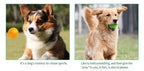 Squeaky Dental Chew Ball - Bouncy TPR Dog Toy for Teeth Cleaning & Play