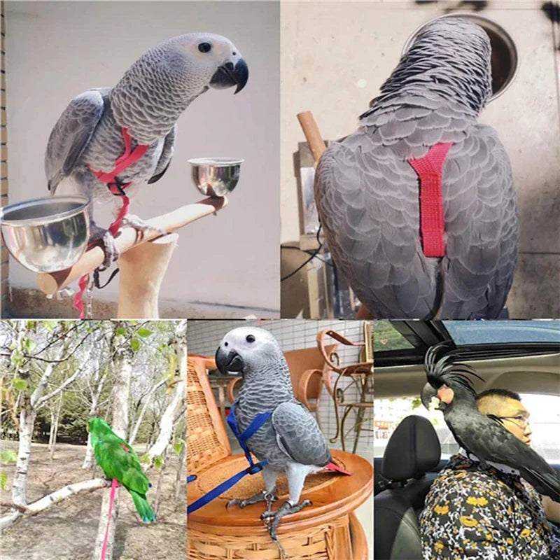 Parrot Flight Harness & Leash
