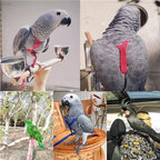 Parrot Flight Harness & Leash