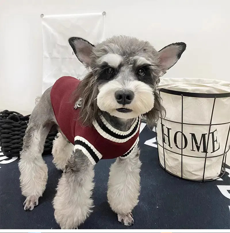 CampusPaws V-Neck Sweater - Preppy Knit Pullover for Small Dogs & Cats
