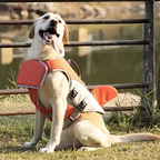 Dog Swimming Life Jacket Shark Fin Shape Safety Vest for Dog in Summer Adjustable in Pool or Surfing Drifting Dog Life Vest