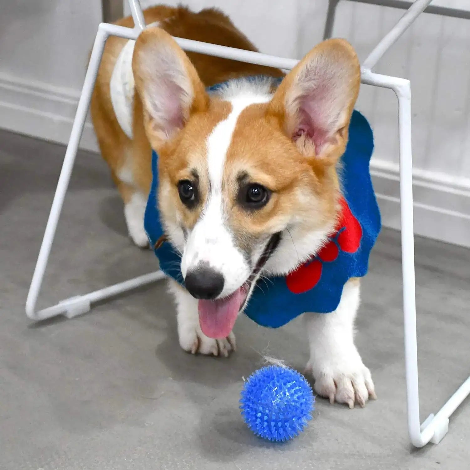 Squeaky Dental Chew Ball - Bouncy TPR Dog Toy for Teeth Cleaning & Play