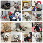 Fashion Dog Hoodies Autumn Dog Clothes for Small Dogs Cute Solid Puppy Sweater Soft Cat Hoodies Pet Sweatshirt Chihuahua Clothes