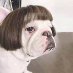 WiggleWhiskers Pet Wigs - Funny Costume Hair Hats for Dogs & Cats (Halloween & Christmas)