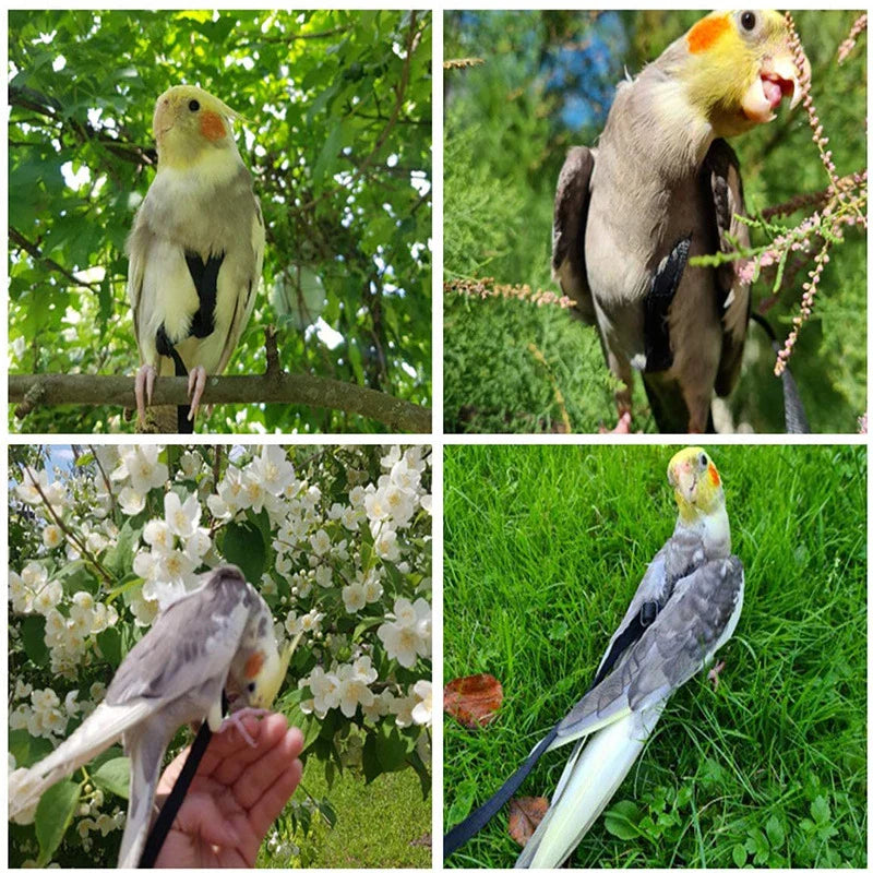 Parrot Flight Harness & Leash