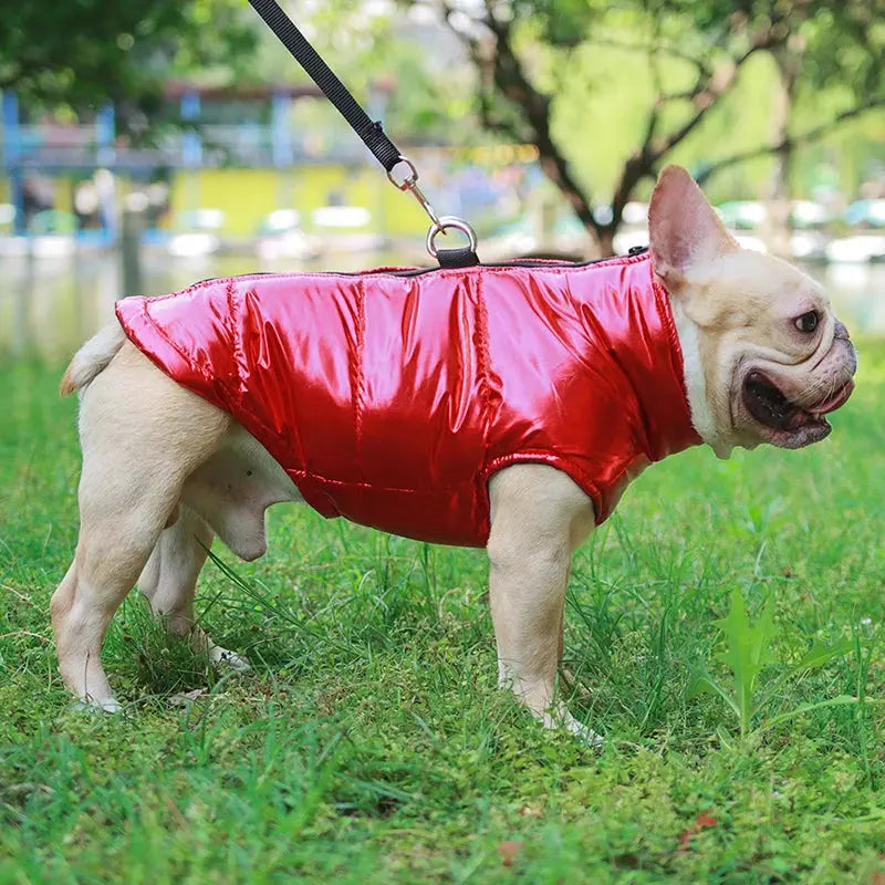 Winter Dog Clothes For Small Medium Dogs Cat Outdoor Waterproof Warm Jacket Puppy Coat Yorkies Chihuahua Pug Outfits Pet Costume