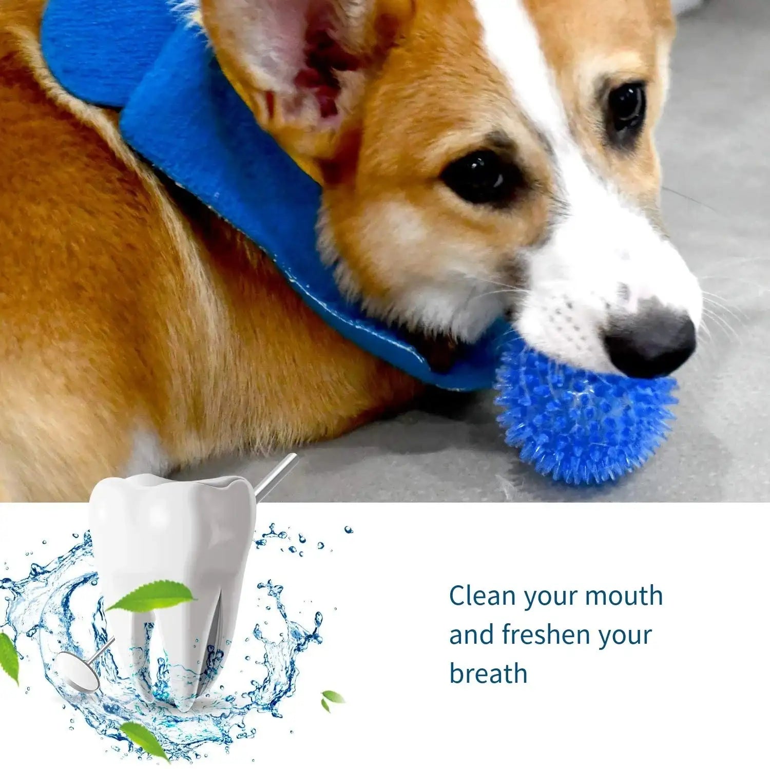 Squeaky Dental Chew Ball - Bouncy TPR Dog Toy for Teeth Cleaning & Play
