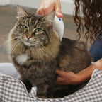 Electric Flea Comb for Dogs & Cats – Flea Doctor Tool