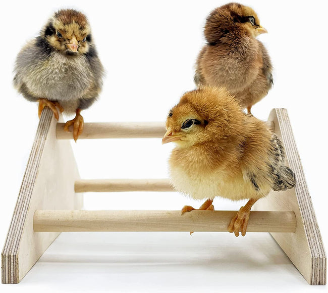 Mini Chick Perch Strong Roosting Bar Made in the USA!!! Jungle Gym Chicken Toys for Coop and Brooder for Baby Chicks El Pollitos La Pollita Pollos Gallinas Polluelos Hover Image