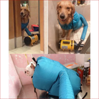Dog Dryer Bag – Quick & Easy Drying Pet Accessory