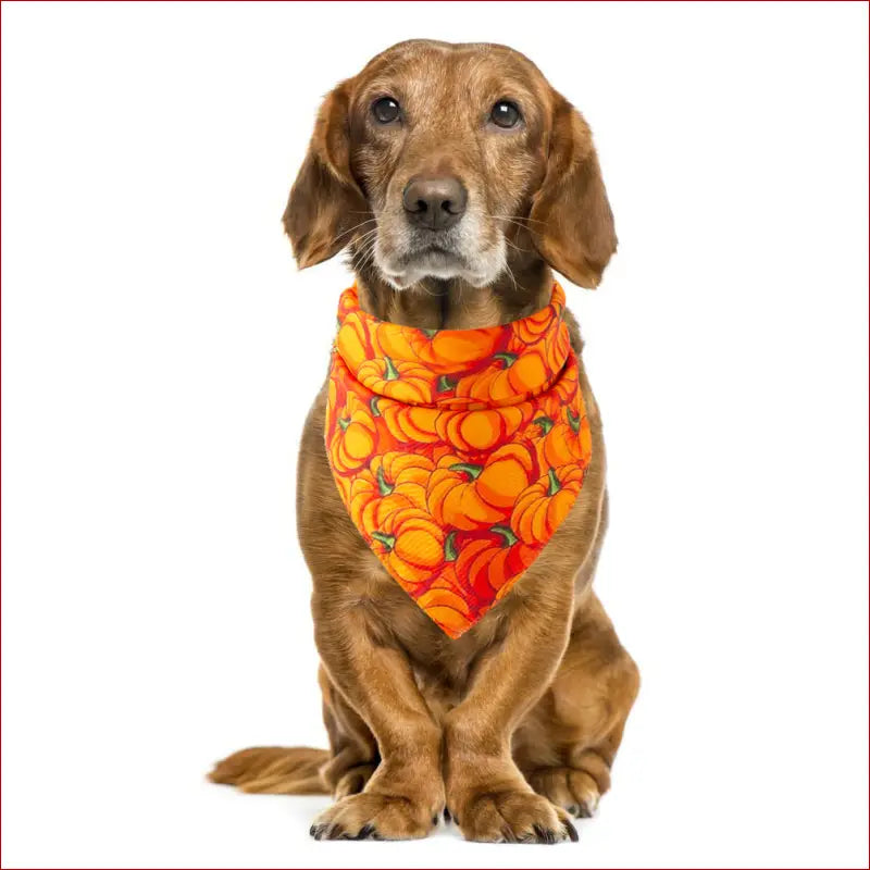 Halloween Pet Saliva Towel – Spooky & Practical Accessory