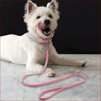Dog Collar with Shiny Diamond Pattern – Stylish Pet Accessory