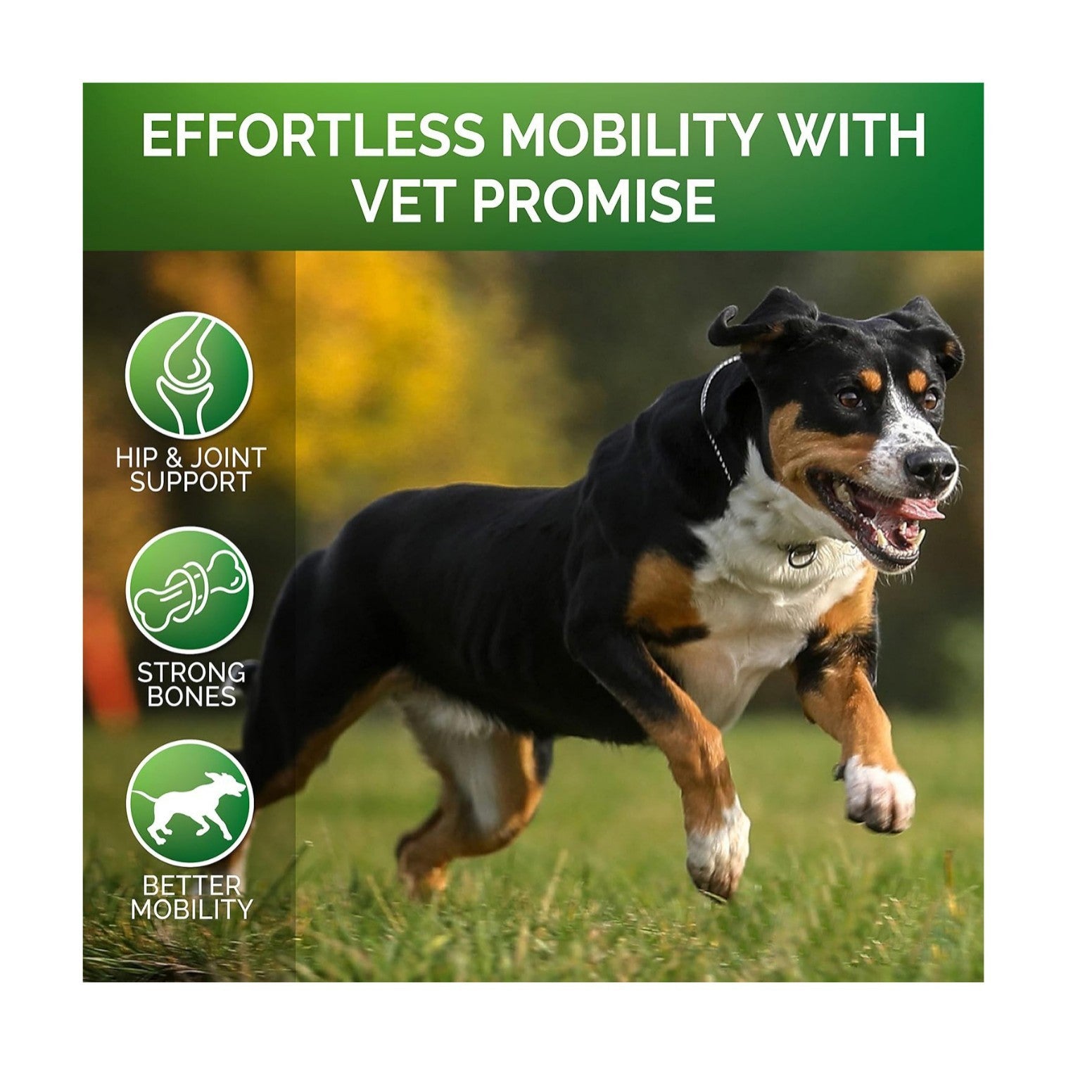 Pet Hip and Joint Supplement: Glucosamine Chondroitin for Mobility